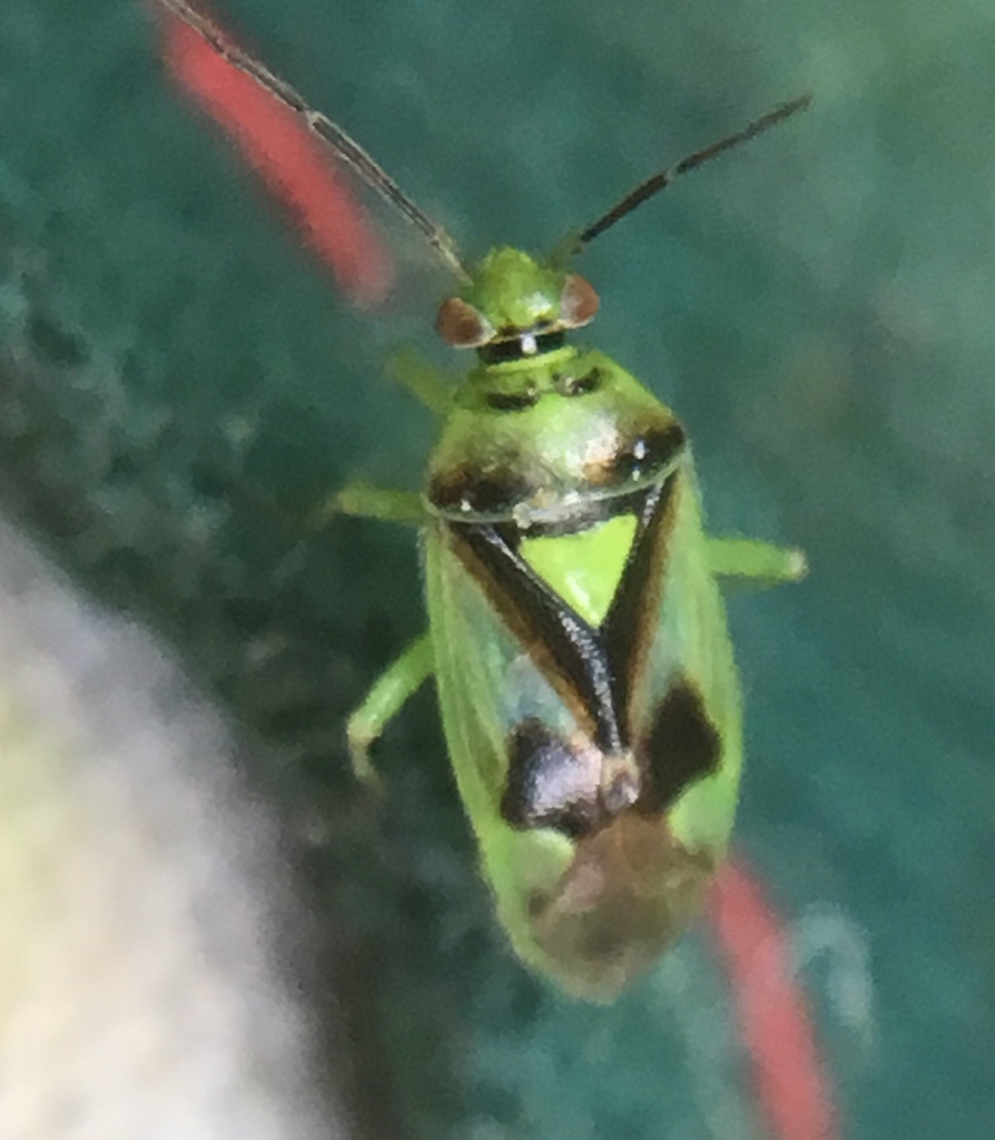Orthops