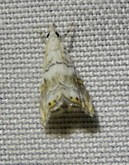 Eoparargyractis