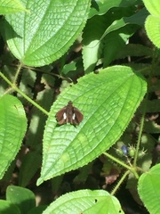 Notocrypta paralysos varians