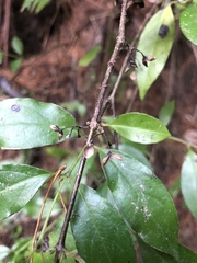 Geniostoma ligustrifolium