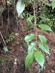 Geniostoma ligustrifolium