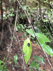 Geniostoma ligustrifolium
