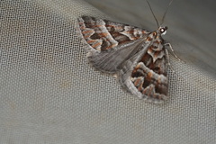 Dichromodes poecilotis