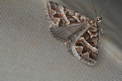 Dichromodes poecilotis
