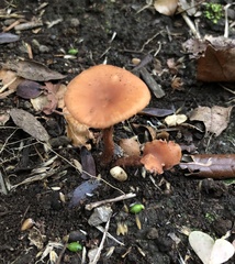Laccaria