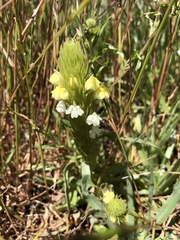 Castilleja rubicundula
