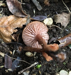 Laccaria