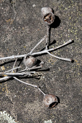 Angophora floribunda