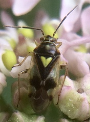 Orthops