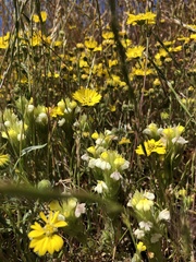 Castilleja rubicundula