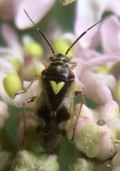 Orthops