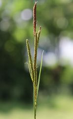 Carex buekii