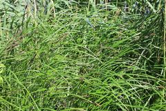Carex buekii