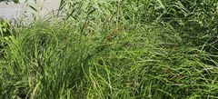 Carex buekii
