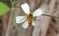Episyrphus viridaureus