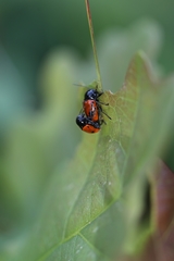 Cryptocephalus bipunctatus