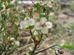 Pimelea actea