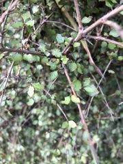 Coprosma areolata