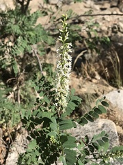 Eysenhardtia orthocarpa