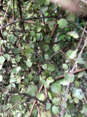 Coprosma areolata