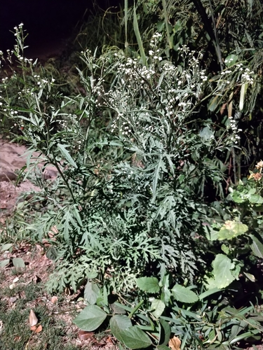 Parthenium hysterophorus observed 2022-05-21