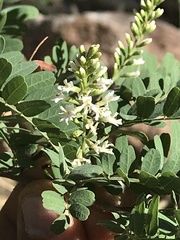 Eysenhardtia orthocarpa