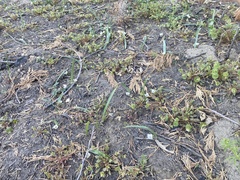 Calochortus westonii