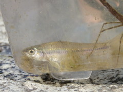Squalidus japonicus coreanus