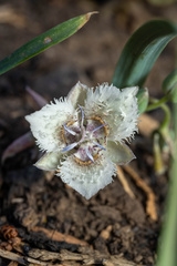 Calochortus westonii