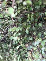 Coprosma areolata