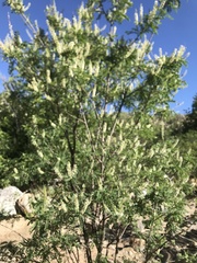 Eysenhardtia orthocarpa