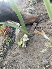 Calochortus westonii