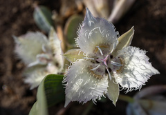 Calochortus westonii