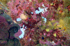 Lythrypnus dalli