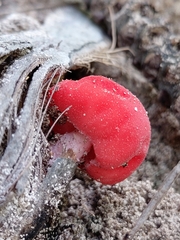 Secotium fragariosum