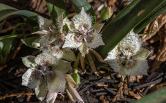 Calochortus westonii