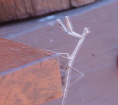 Archimantis monstrosa