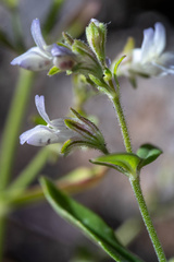 Collinsia childii