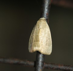 Bagisara rectifascia