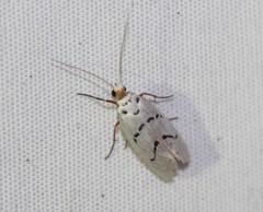 Enaemia atrolinea