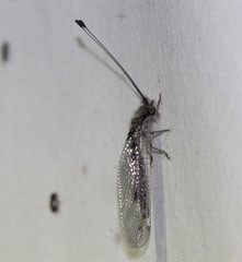 Ululodes macleayanus