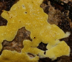 Trichoderma victoriense