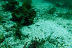 Chaenopsis alepidota