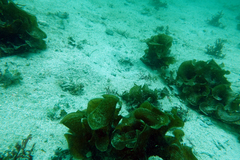 Chaenopsis alepidota