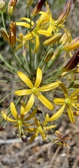 Bloomeria crocea