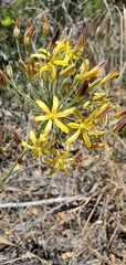 Bloomeria crocea