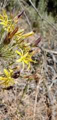 Bloomeria crocea