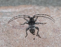Ecyrus