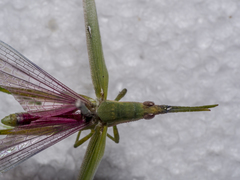 Atractomorpha crenulata