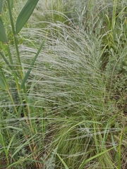 Feather grass (Stipa lessingiana)